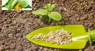 Jak správně pěstovat a starat se o cuketu venku